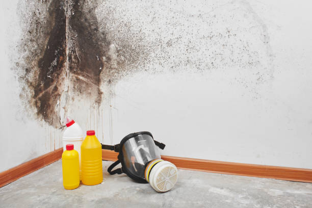 Best Residential Mold Removal  in King George, VA
