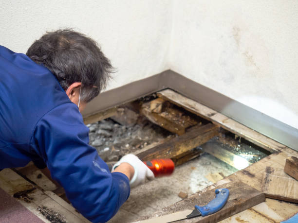 Best Black Mold Removal  in King George, VA