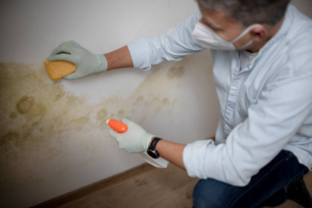 Mold Removal and Inspection in King George, VA