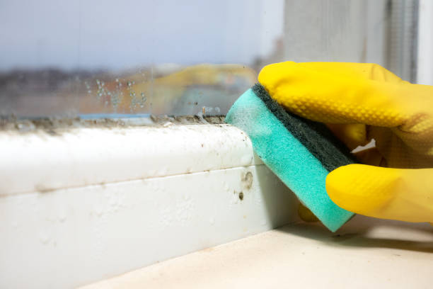 Best Commercial Mold Removal  in King George, VA