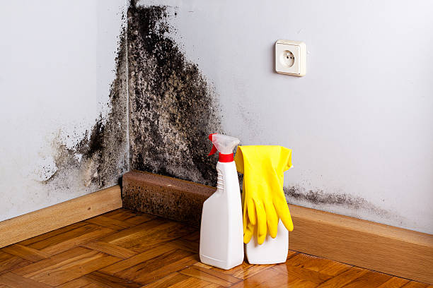 Best Same-Day Mold Removal  in King George, VA
