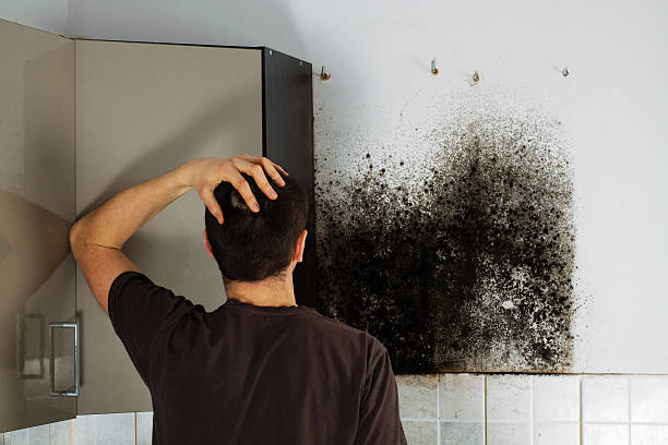  King George, VA Mold Removal Pros