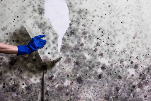 Crawl Space Mold Removal in King George, VA