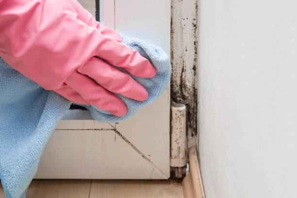 Best Emergency Mold Removal  in King George, VA