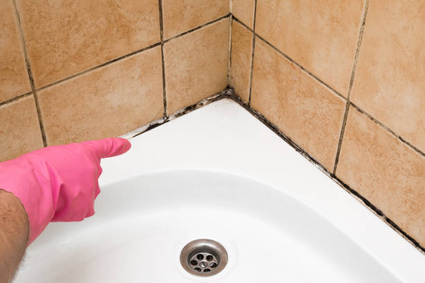 Professional Mold Removal in King George, VA