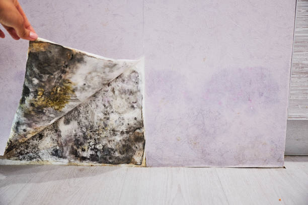 Mold Testing and Removal in King George, VA